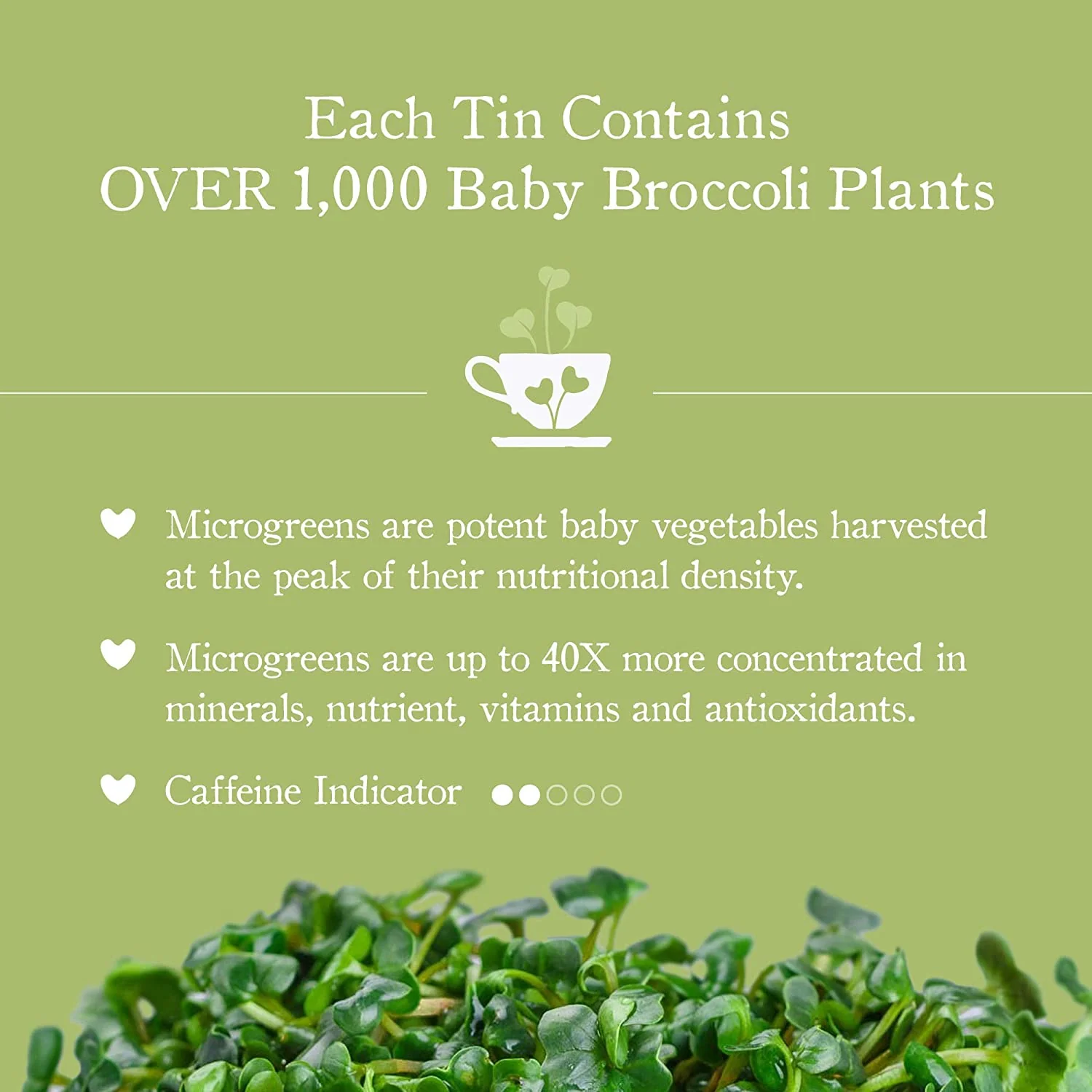 Focus - Green Tea (Lightly Caffeinated) - Image 4