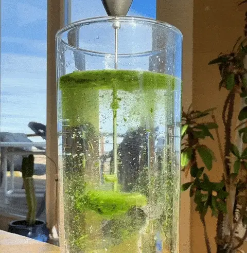 Organic Broccoli Microgreens Powder - Image 4